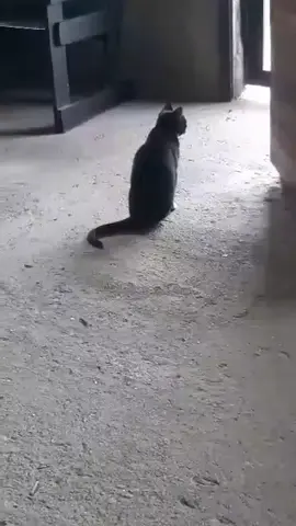 #paratiiiiiiiiiiiiiiiiiiiiiiiiiiiiiii #gatitobailando #viraltiktok #viraltiktok #paratiiiiiiiiiiiiiiiiiiiiiiiiiiiiiii 