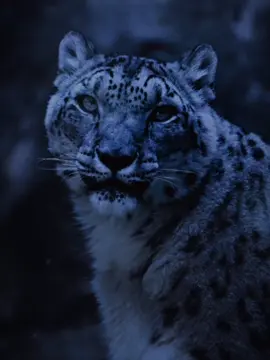 Snow Leopard #snowleopard #fyp #animalaura #edit #lionsofthewild