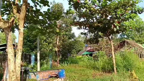 KKSလာပြီးနော်🫢💙#ဆောင်းကား #အသဲလေးတော့ပေးသွားနော်😍 #ဘာတင်တင်viewerကိုမတက် #မောင်လေအိုး🌊💦 #
