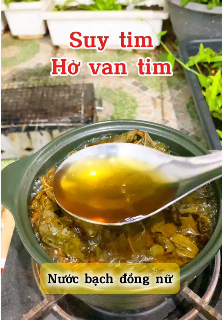 Cây này nấu như uống trà hằng ngày nha mọi người. Chia sẻ cho ai cần #bachdongnu #suytim #hovantim #vuonduoclieuvn 