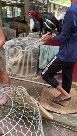 Dô gà là mình cổ lãi xong làm gì làm ae