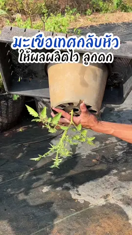 มะเขือเทศกลับหัว ให้ผลผลิตไวลูกดก🧑🏻‍🌾 #เกษตร #มะเขือเทศ #พืชกลับหัว #ผักสวนครัว #รู้ทันเกษตร