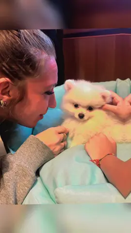 Benvenuto in famiglia Coco🥹🤍🩵#2025 #perte #viral #andiamoneiperte #loveyou #❤️ #heart #xte #videoviral #for #spritz #dog #little 