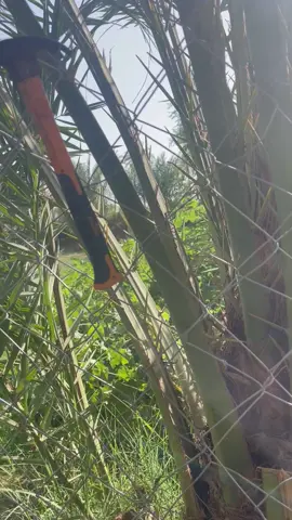 وخر عني خلي اشتغل 🌴 