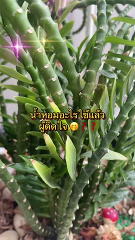 ก็มันหอมจริงๆอะ อยากให้ลอง 🌸🩷❤️🌺 #น้ำหอมสาวๆ #น้ําหอมแจนยัวร์ #น้ําหอมนักเรียน #น้ําหอมราคาถูกและดี 