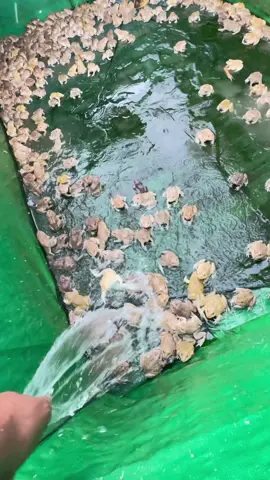 #asmr #fyp #frog #foryou #viral 