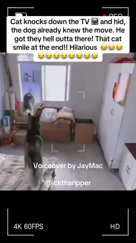 Cat knocks down the TV 📺 and hid, the dog already knew the move. He got they hell outta there! That cat smile at the end!! Hilarious  😂😂😂😂😂😂😂😂😂😂😂 #hilarious #fyp #fypシ #foryou #viral 