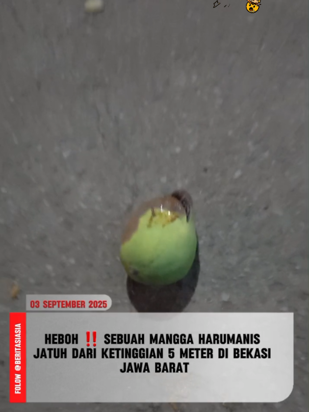 HEBOH ‼️ SEBUAH MANGGA BERJENIS HARUMANIS  JATUH DARI KETINGGIAN 5 METER DI BEKASI JAWA BARAT Sebuah mangga berjenis harumanis tiba-tiba jatuh dari ketinggian kira-kira 5 meter saat warga sedang asyik duduk mengobrol di salahsatu rumah di Bekasi Jawa Barat. Rabu [03/09/2025] Saat salah satu warga yang menghampiri mangga tersebut, langsung mengetahui bahwa mangga itu dalam keadaan sudah membusuk di satu sisi buah. Dugaan sementara jatuhnya mangga itu karena di senggol Kampret. #berita #beritaviral #beritaterkini