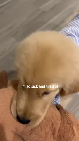 #goldenretriever #goldenretrieverpuppy #puppy 