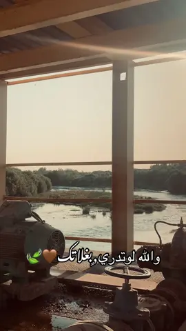 #والله_لولتدري_,ٍبغلاتك#تصويري_احترافي_الاجواء👌🏻🕊😴🎬 #عباراتكم_الفخمه🦋🖤🖇 #جنوب_الموصل_ناحيه_القياره_قريه_السرت #تصوري📸 