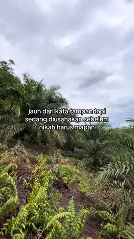 #petanisawit #petanimuda #storysawit #kulisawit #fyp 