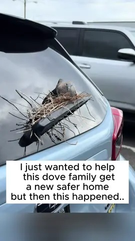 Rescue a dove family and then...... #rescue #rescueanimals #animals #dove #bird 