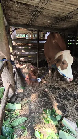 Pedhet = anak sapi #piknik #jogja24jam #wisatajogja #jogja #pesonaindonesia 
