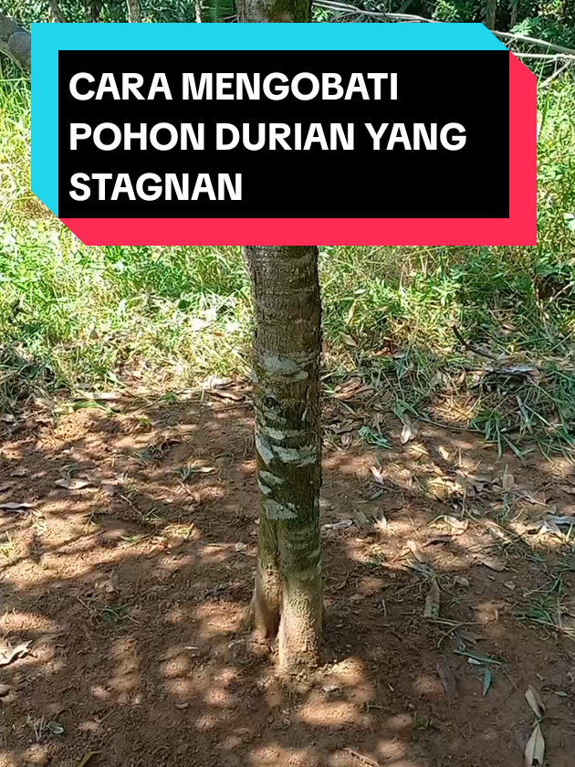 CARA MENGOBATI POHON DURIAN YANG PERTUMBUHANNYA STAGNAN DAN DAUN MENGUNING