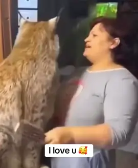 #cats #catlover #fyppppppppppppppppppppppp #الشعب_الصيني_ماله_حل😂😂 #viral 