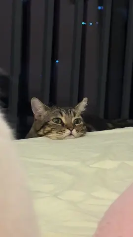 #猫のいる暮らし #マンチカン子猫 #猫ダンス #子猫 #猫動画 