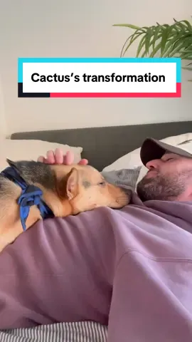 Love looking back on Cactus’s amazing transformation. I still can’t believe how lucky I am to have ended up with the cuddliest dog and the sweetest soul of all time.