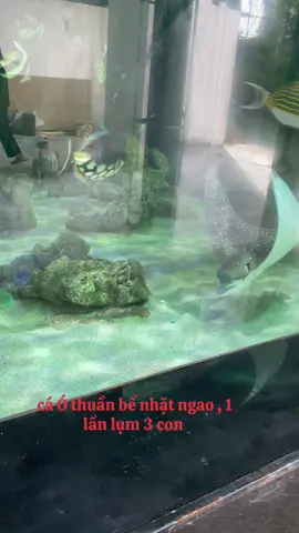 Cá Ó thuần bể .#cachoituan#fish#ca#tiktok#viral 
