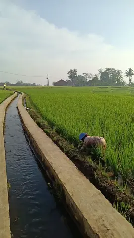 Jabar Istimewa #jawabaratistimewa #lemburpasundan #kdmgubernurjabaristimewa #fyppppppppppppppppppppppp 