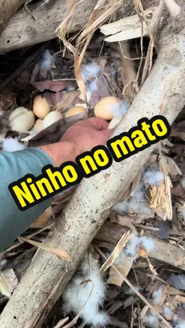 Achamos um ninho de pata no mato !!!  #pato #animais 