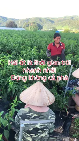 Cứ cố để hái được nhiều thời gian càng nhanh hết#vanvuive #follow #korea #xh #laodongthoivu 