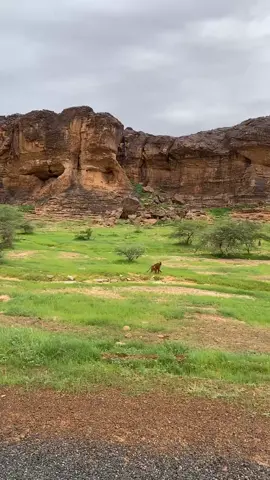 #من قلب مدينة لعيون الجميلة (أم أكري)، تتجلى الطبيعة في أبهى صورها، حيث تمتزج روعة المناظر الخلابة بجمال السكينة والصفاء.