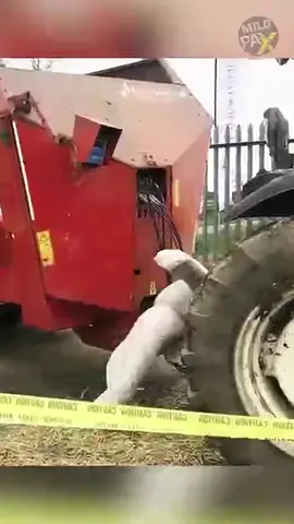 What Makes This Simple Farm Tool So Deadly? ⚠️💀🧤 ORDER FARM TOOLS: https://amzn.to/3GUrJ39 This simple-looking tool on tractors—called a PTO shaft—can be lethal. Spinning at high speeds, it can tear off clothing, pull in hair, or even rip off limbs in seconds. Farmers worldwide have suffered horrific injuries just by standing too close. Here's why it's so dangerous and how to stay safe. #ptoshaft #farmaccident #tractorfail #farmsafety #machinedanger 
