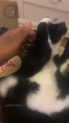 Every cat likes being petted😂🐱✨ #cat #catsoftiktok #catlover #funny #funnyvideos 