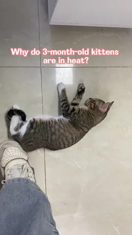 Will your kitten also go into heat?Choose a cat house for him so he can have his own room.#cat #cats #kitty #kitten #fyp 