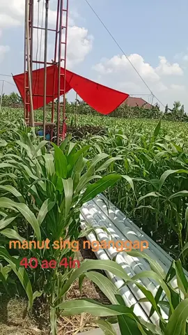 infone manut danamu kawan takon-takon 0881036483844 #tukangngebor🤟😎  #ponorogo_kota_reog  #petaniindonesia🇮🇩🇮🇩🇮🇩🌿🌿  #ketahananpangan 