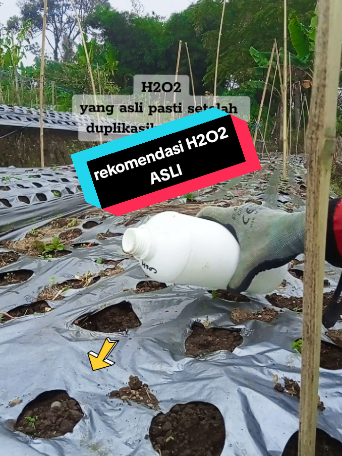 rekomendasi H2O2 hidrogen peroksida yang asli setelah diaplikasikan padti berasap #H2O2 #hidrogenperoksida #h2o #obatpertanian #bertani 