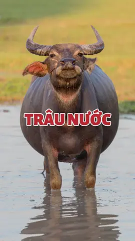 Trâu mới là loài thích hợp để làm thú cưng #sugiathiennhien #pet #thucung #thucungdethuong #dongvat 