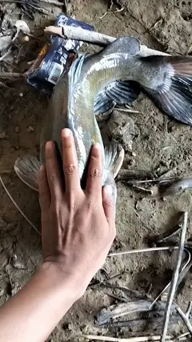 ikan baung babon gays #mancingikanbaungbabon 