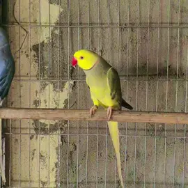 casal de  Ring  Neck  CLEARTEAIL  VERDE CINZA  VIOLETA X AZUL #BIRD#aves  #avesexoticas #ringneckparrot #pisitacideos 