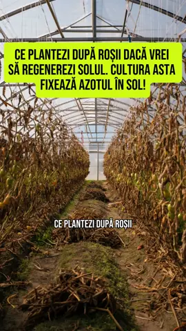 Ce plantezi după roșii dacă vrei să regenerezi solul #rosiisol #eliberareaterenului #fasolerosii #retetenaturiste Cultura asta fixează azotul în sol! Roșiile consumă mult azot și nutrienți… dacă nu refaci solul, următoarele culturi vor fi slabe. Fasolea este cel mai simplu și natural îngrășământ pentru sol. Fixează azotul, regenerează terenul și pregătește culturile următoare pentru o recoltă bogată. Rădăcinile ei colaborează cu bacterii benefice care fixează azotul direct în sol. Practic, hrănești pământul natural. După fasole, solul tău e gata pentru orice legumă! Îți dau un mic truc: după ce eliberez terenul de resturile vegetale, cum sunt tomatele, înainte de a planta fasolea, dezinfectez solul cu un produs organic precum Clynsol, care aduce bacterii benefice și nutrienți pentru a pregăti pământul perfect. Ai încercat rotația culturilor? Spune-ne în comentarii!