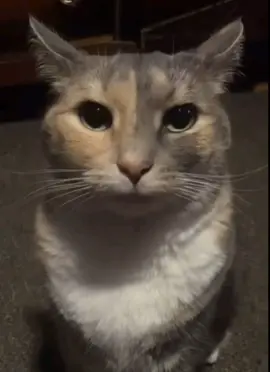 Did you win? #cat #funny #meme #fyp #staringcontest 