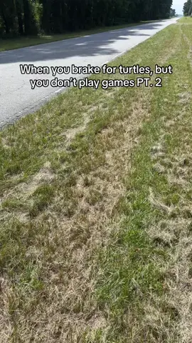 Box turtles typically spend their entire lives in the same small stretch of land, so basically their whole lives are a constant cycle of crossing and recrossing the same road!  Be kind to these little fellas, try to watch your speed and keep your eyes peeled for turtles that need a helping hand ❤️🐢  #animals #wildlife #turtles #comedy #fyp 