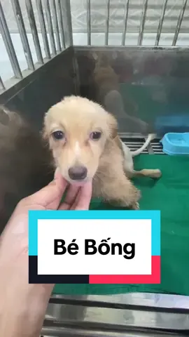 Trả lời @Thịnh Phan Xin hãy yêu thương thay vì bỏ rơi.#nhaxanhrescue #giaicuuchomeo #dog #thucung #cunyeu  @Nhà Xanh (House of Rescue) 