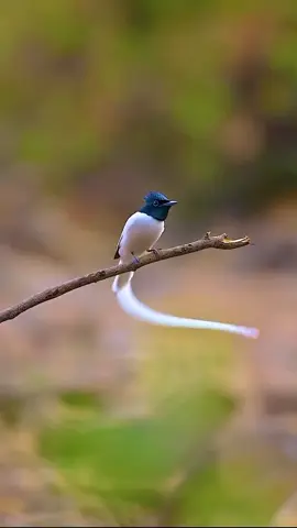 We live in tumultuous world of our making, where nature has been pushed to the brink. I often feel on the edge of my seat reflecting upon how we callously treat our wild wonders. But thankfully, once in a great while, a magical moment inspires hope. Observing this mystical asian paradise flycatcher prance about the branches like a strange but delightful tropical fairy, does exactly that! Thank you Ayush Singh, Insta: @wildlife.ayush Your incredible videography and photography talents featuring wildlife inspires us all! #birds #nature #wildlife #animals #fairy 