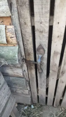#козел 