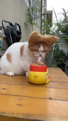 🦆🐾 **Snack time just got *quack-tastic*!** 🎉 Turn mealtime into playtime with the **DUCEK Little Yellow Duck Feeder Toy**—your cat’s new favorite puzzle pal! 🧩✨ Spin the duck, release the treats, and watch your clever kitty *hunt* for their kibble like the tiny predator they are. 🕵️♀️🍪  👉 Swipe to see how it *slows down eating* and burns energy (bye-bye, midnight zoomies!).  👉 Interactive design + durable materials = endless fun for curious cats *and* entertained humans. 🙌  💬 Comment “QUACK” below to treat your feline to a snack-filled adventure! 🐱🎣  🛒 Tap the link in bio to grab yours—*because even meals deserve a game!* 🦆🚀  #CatToys #PuzzleFeeder #DUCEK #InteractivePlay #CatLovers     —  **P.S.** Warning: May cause *extreme* paw-tapping and duck obsession. 😼🦆  —  *Let me know if you’d like to add material details, sizing, or a promo code!* 🛠️🎁