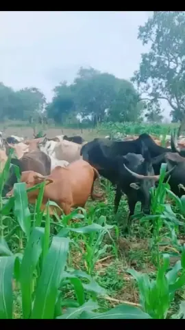 Nyagatare murihe 