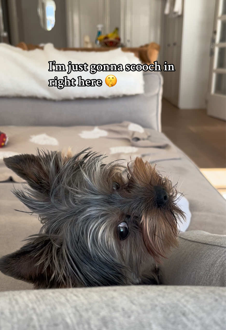 a yorkie + privacy = impossible 🙅🏼‍♀️ #yorkie #yorkshireterrier #noprivacy #fyp 