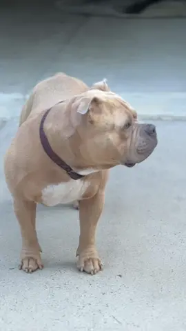 Being a dog Mom is like this in the mornings for me