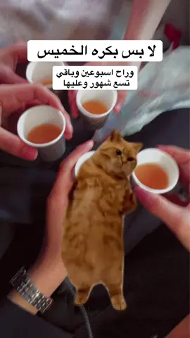 #Meme #MemeCut #capcut #الشعب_الصيني_ماله_حل😂😂 #السعودية 