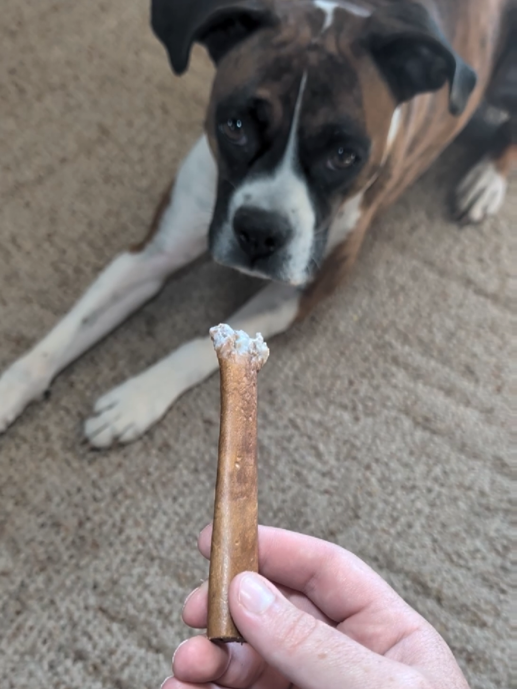 Healthy Beef Stick Dog Treats #beefstick #dogtreats #doglovers #dogsoftiktok 