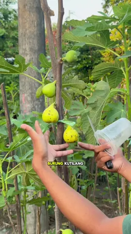 Membalas @Cacaa😉 rekomendasi punya pekarangan di tanam buah2an kalau pengen tinggal petik aja😇 . #fyp #foryou #kepsgarden #viral #panenbuah 