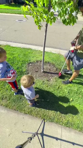 Silly city planting trees where they don’t belong. Ruining sidewalks, roads and plumbing below. Then they will send you the bill when it does break those things. What a joke 
