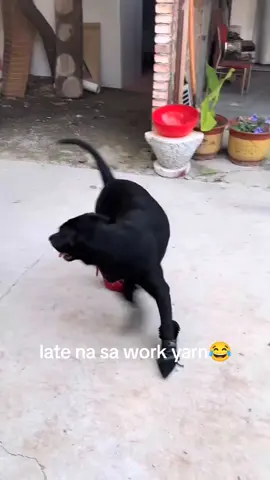 late na yarn 😂 #comedy
