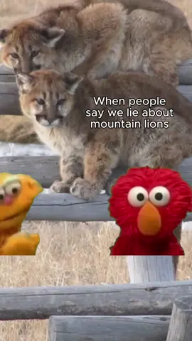 Y’ALL 😫 we have confirmed mountain lion sightings and publicized them since 2002. You can report sightings on our website! . . . . #fyp #foryou #fypシ #foryoupage #rocko #elmo #mountainlion #cougar #wildlife #conservation